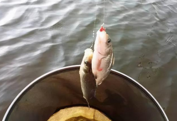 62174ac9379e3.png 62174ac9379e3.png