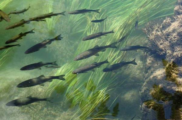 631861475c2a6.jpg 631861475c2a6.jpg